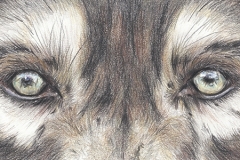 Wolf-Eyes_Ogen-Web