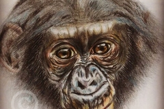 bonobologo