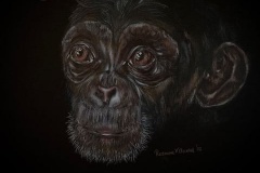chimp-op-zwart