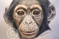 chimpanseelogo