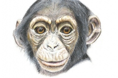 gicleeChimp-Web