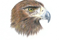 gicleeEagle-Web