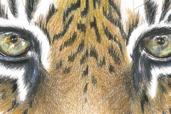 gicleeTijger-Ogen-Web