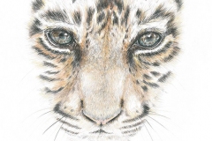 gicleeTijger-Web-1