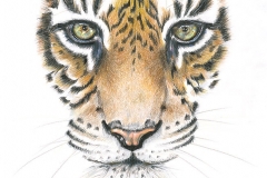 gicleeTijger-Web
