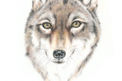 gicleeWolf2-Web