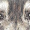 Wolf eyes
